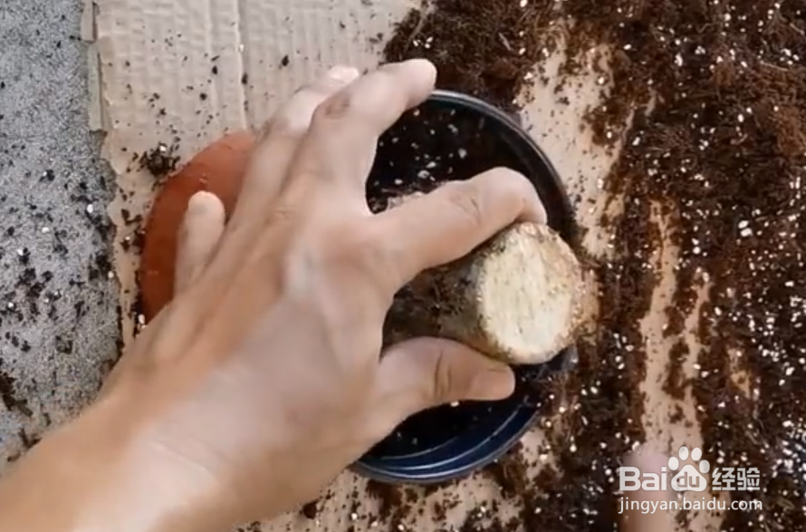 发财树树干萎缩怎么办