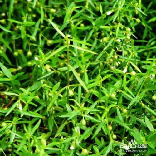 白花蛇舌草的养殖方法和注意事项