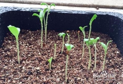 怎样种香菜比较好