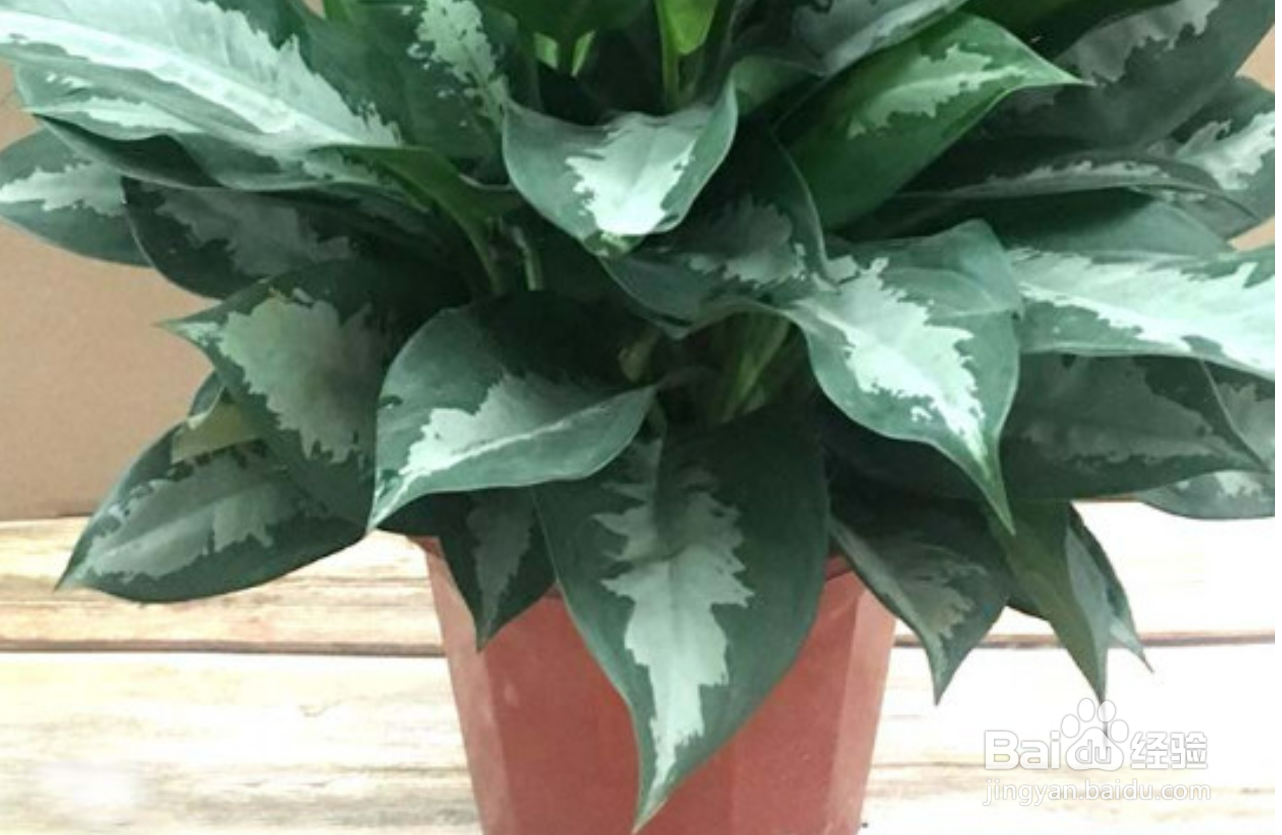 雅丽皇后的养殖方法和注意事项