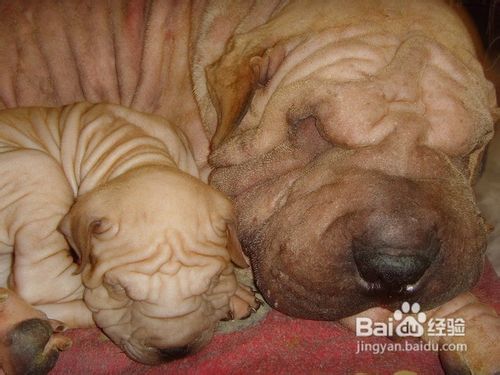 如何挑选沙皮犬