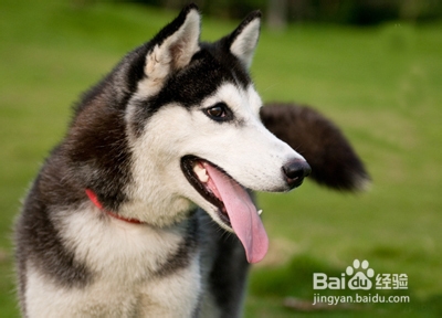 有效防止宠物狗狗走失的方法