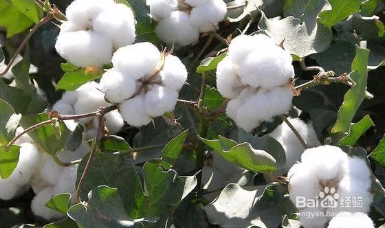 棉花播种前准备？