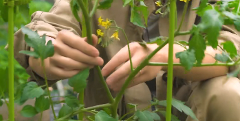 番茄如何修剪侧枝