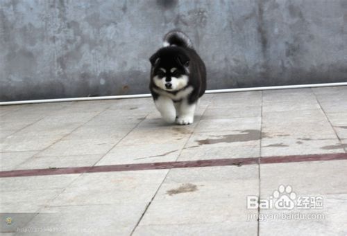 训练阿拉斯加犬养成稳定用餐的好习惯