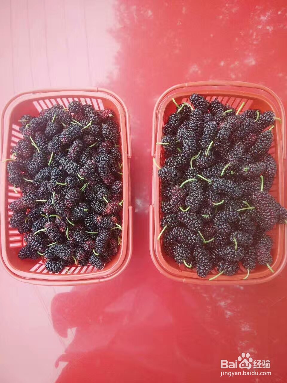 桑葚烘干机的作用,桑椹烘干机的使用