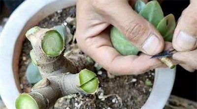 玉树怎么修剪成老桩