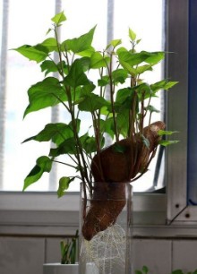 地瓜盆栽如何形成