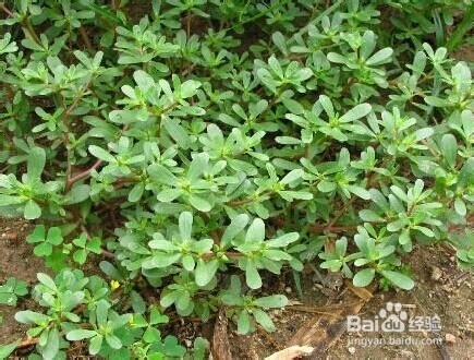 期 马齿苋[mǎ chǐ xiàn] 又名长命菜,马屈菜,(苏北俗称,马叶菜)