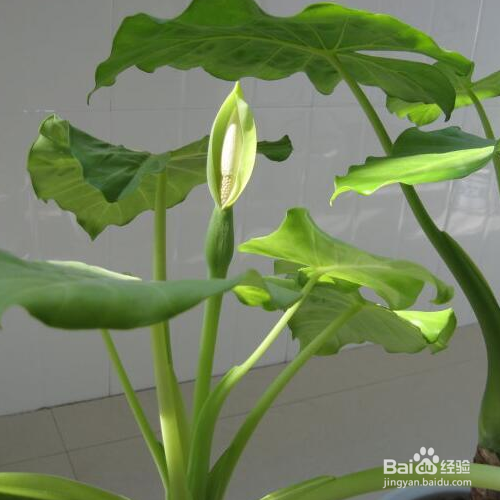 滴水观音冬天怎么养?