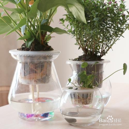 水培定植篮比花瓶口小怎么办