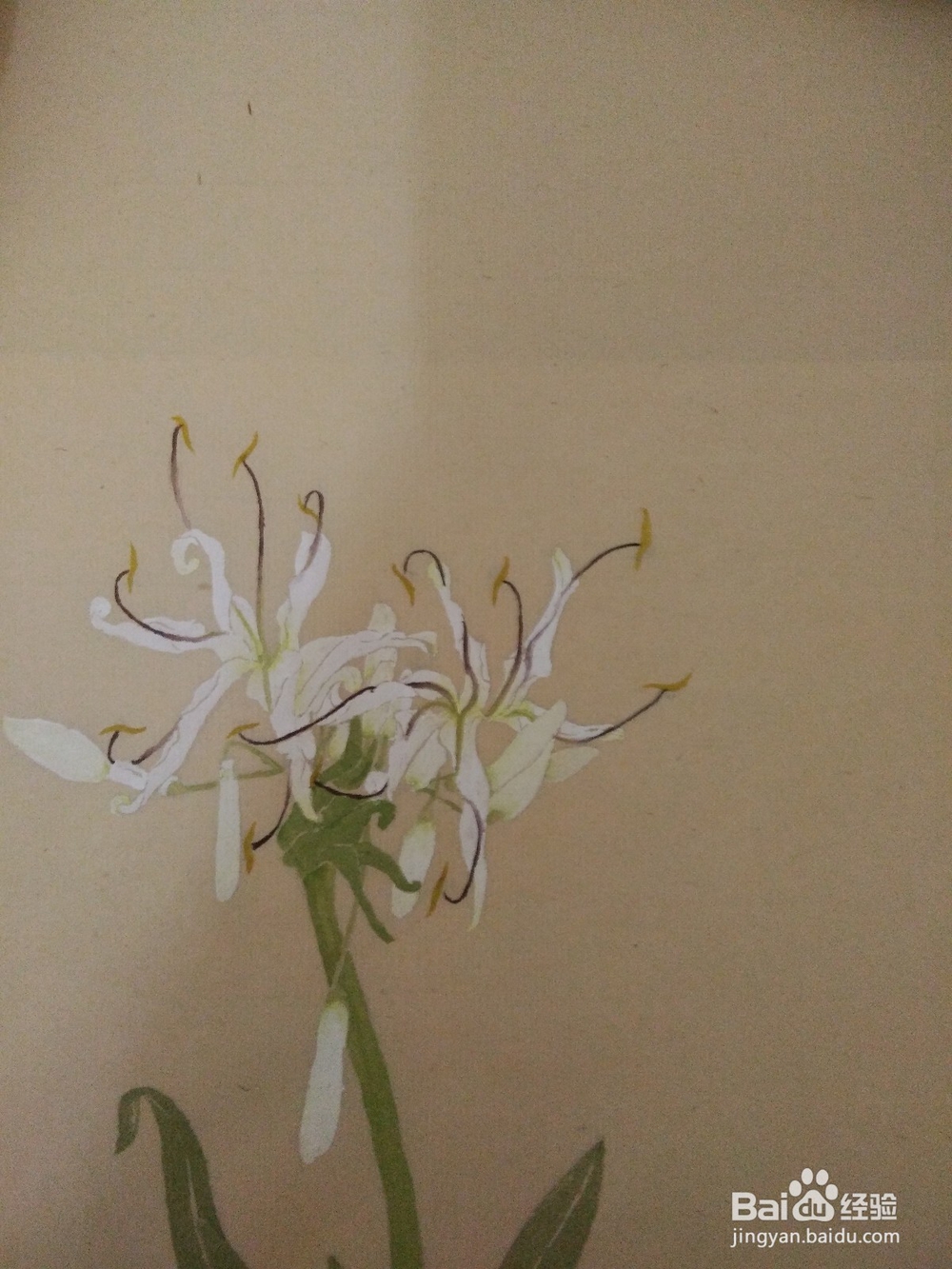 如何用没骨法画文殊兰