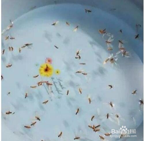 家里发现（水蚁）白蚁怎么办