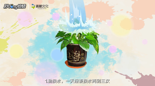 绿萝的养殖的注意事项有哪些