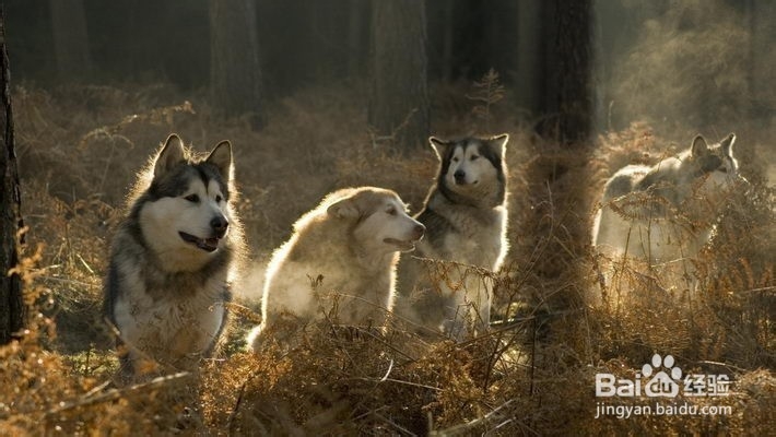 <b>野外旅行时遇到狼了应该怎么办</b>