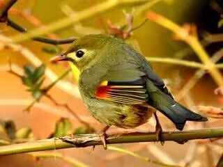 为了御寒过冬,鸟类在冬季通常会 蚂蚁庄园