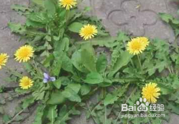 吃野菜有哪些好处