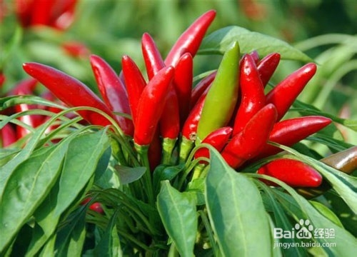 辣椒的营养价值分析