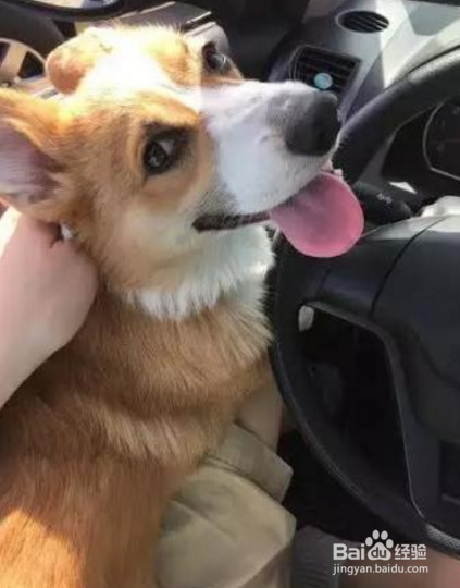 如何让狗狗不惧怕车辆且乐于乘车