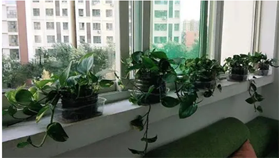 绿萝晒太阳的正确方法