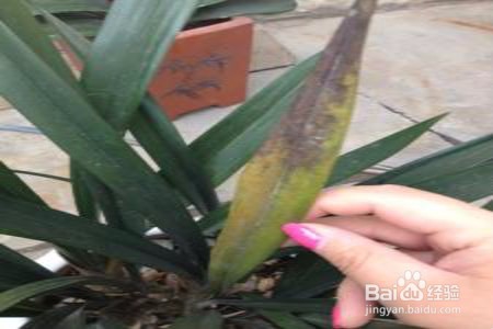 兰花叶子枯萎了怎么办