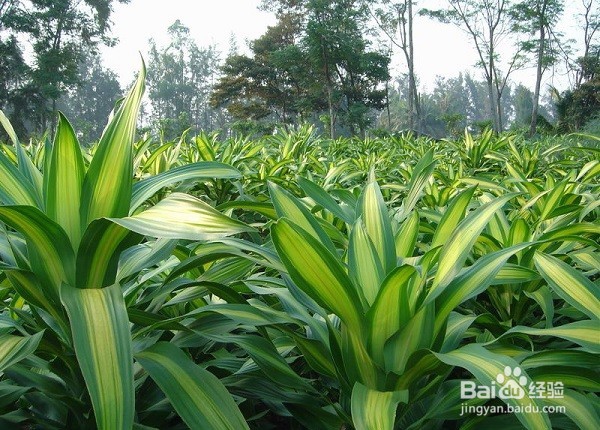 哪些花草具有较强吸收甲醛、苯的功能呢