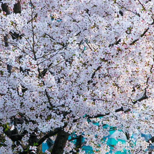 东京樱花的培育方法和注意事项