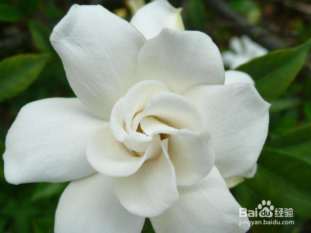 栀子花叶子枯了怎么办