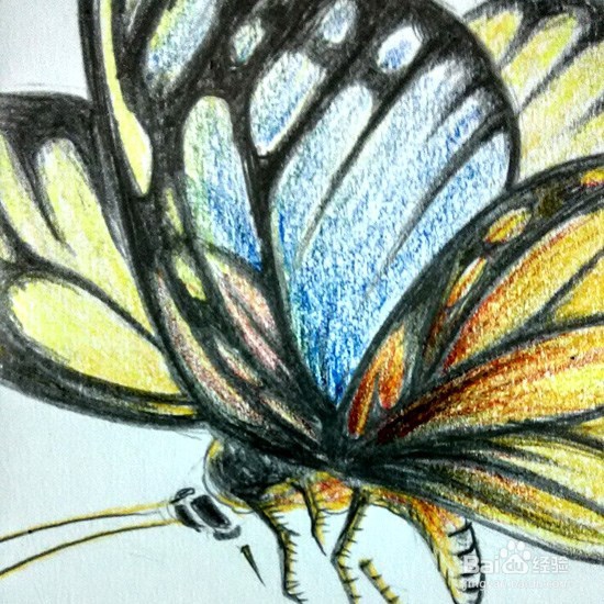 蝴蝶的画法-彩铅手绘