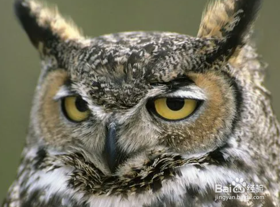 蚂蚁庄园猫头鹰的大脸盘