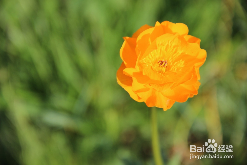 你没拍摄到的几种阿尔金山野生花草