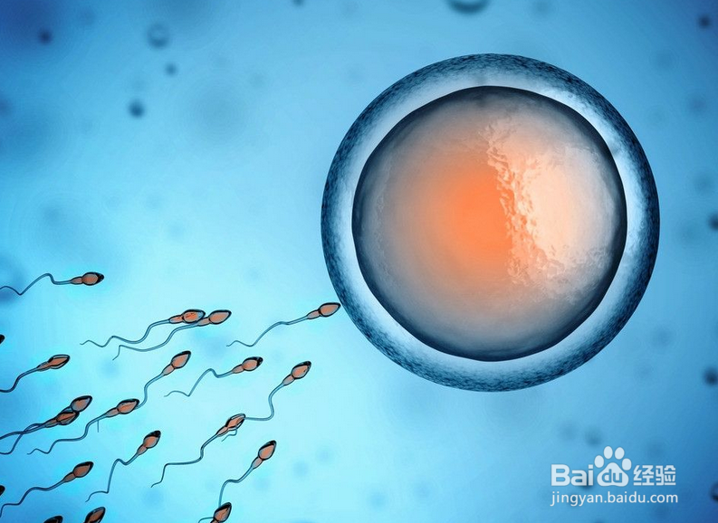 精子和卵子结合需要多长时间可以怀孕