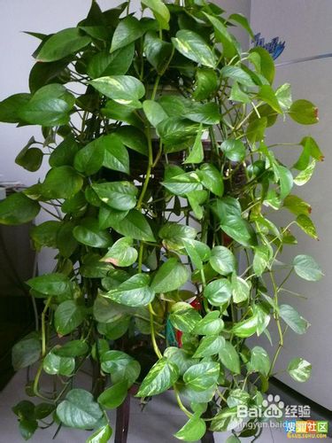 装修后如何除甲醛,装修除甲醛最好方法