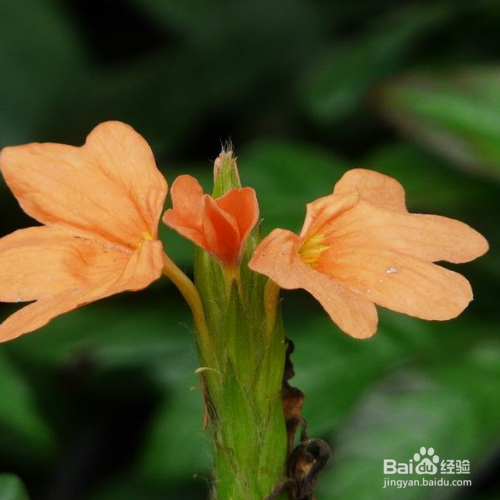 该怎么养殖出漂亮的鸟尾花？