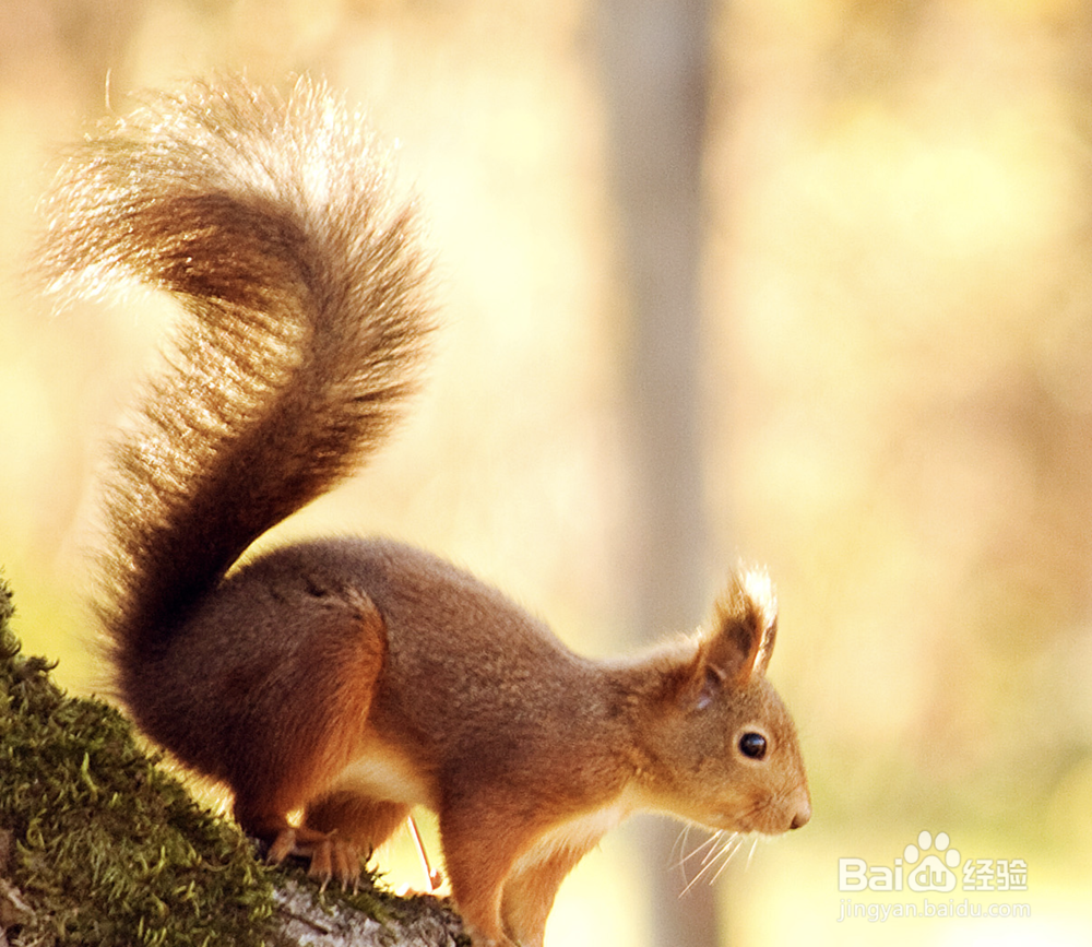 苹果电脑如何截屏