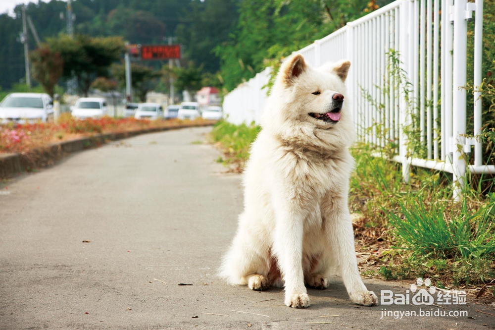 秋田犬和柴犬怎么区分