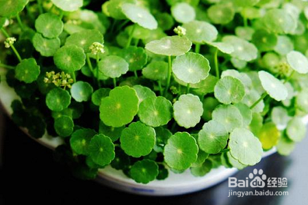 室外铜钱草怎么过冬