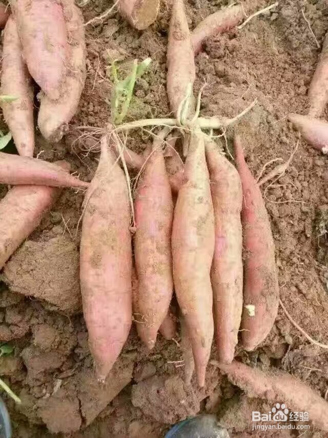 如何使用热泵型红薯片烘干机生产出高品质红薯干