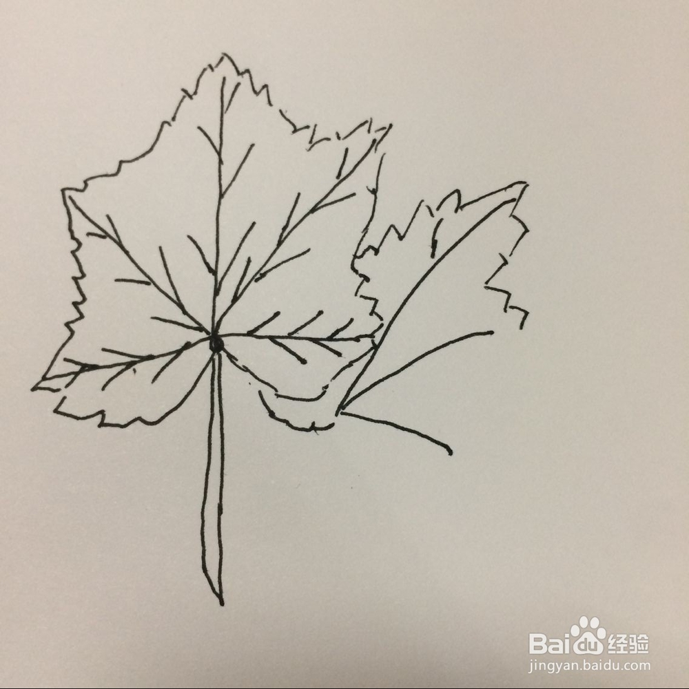 怎样简笔画树叶