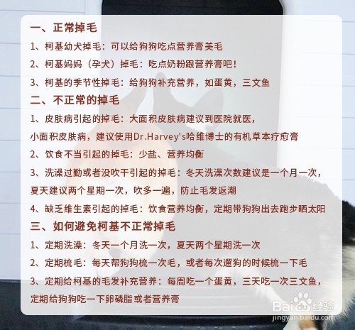 柯基掉毛解决办法