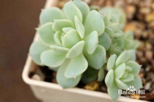 夏天可以买多肉植物吗 百度经验