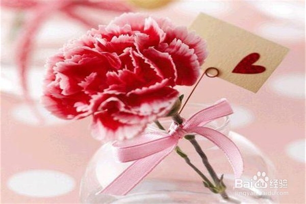 康乃馨的养殖方法和注意事项