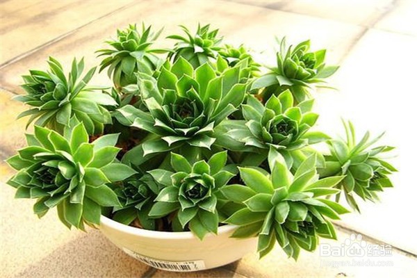 观音莲的养殖方法？