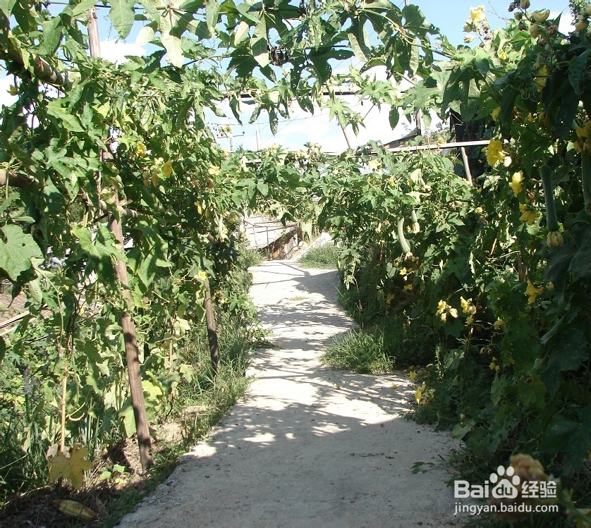 过田园式生活攻略