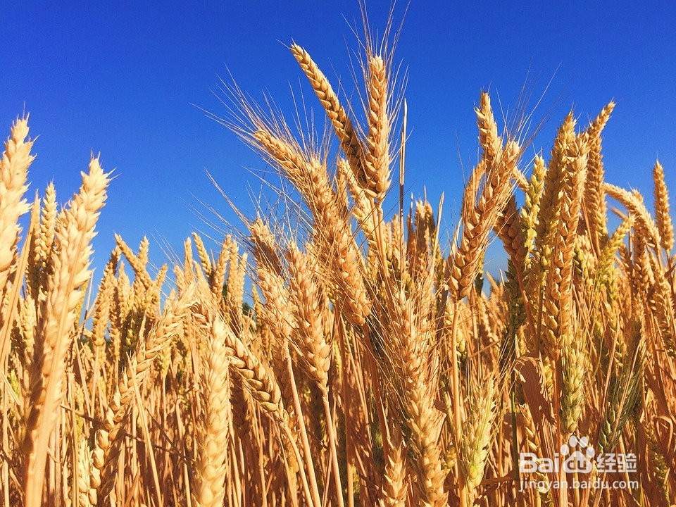 麦田除草剂应该怎么打？