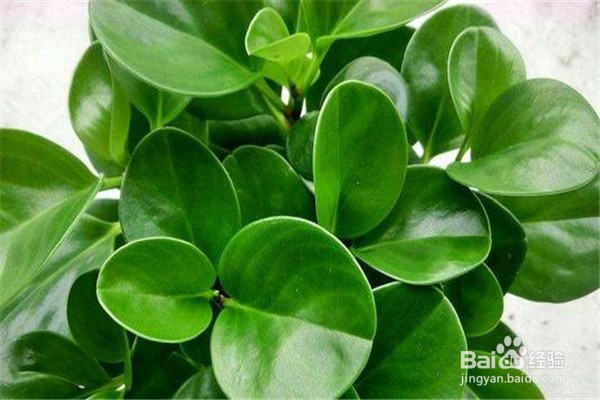 碧玉的养殖方法和注意事项有什么?