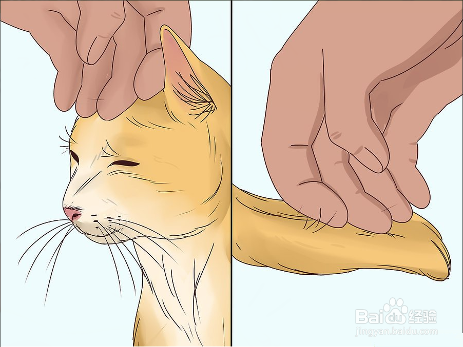 教你3种方法快速撸猫