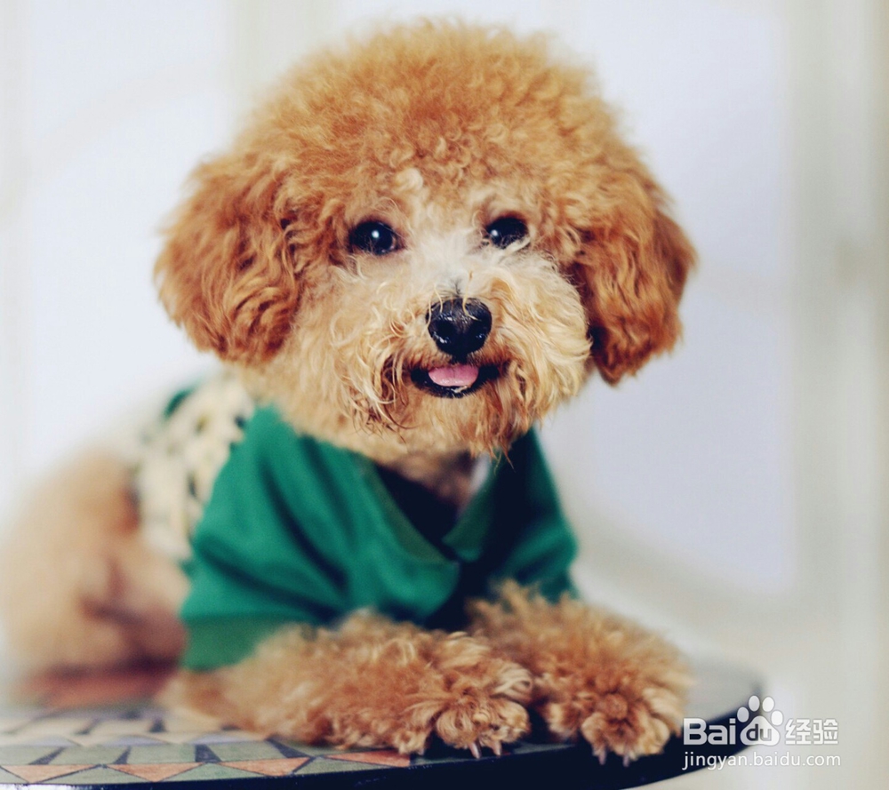 怎样给狗狗护理耳朵