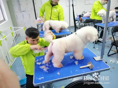 问营业一家宠物店需要办理哪些证件