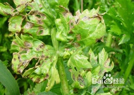 流行减肥汤，7天甩赘肉